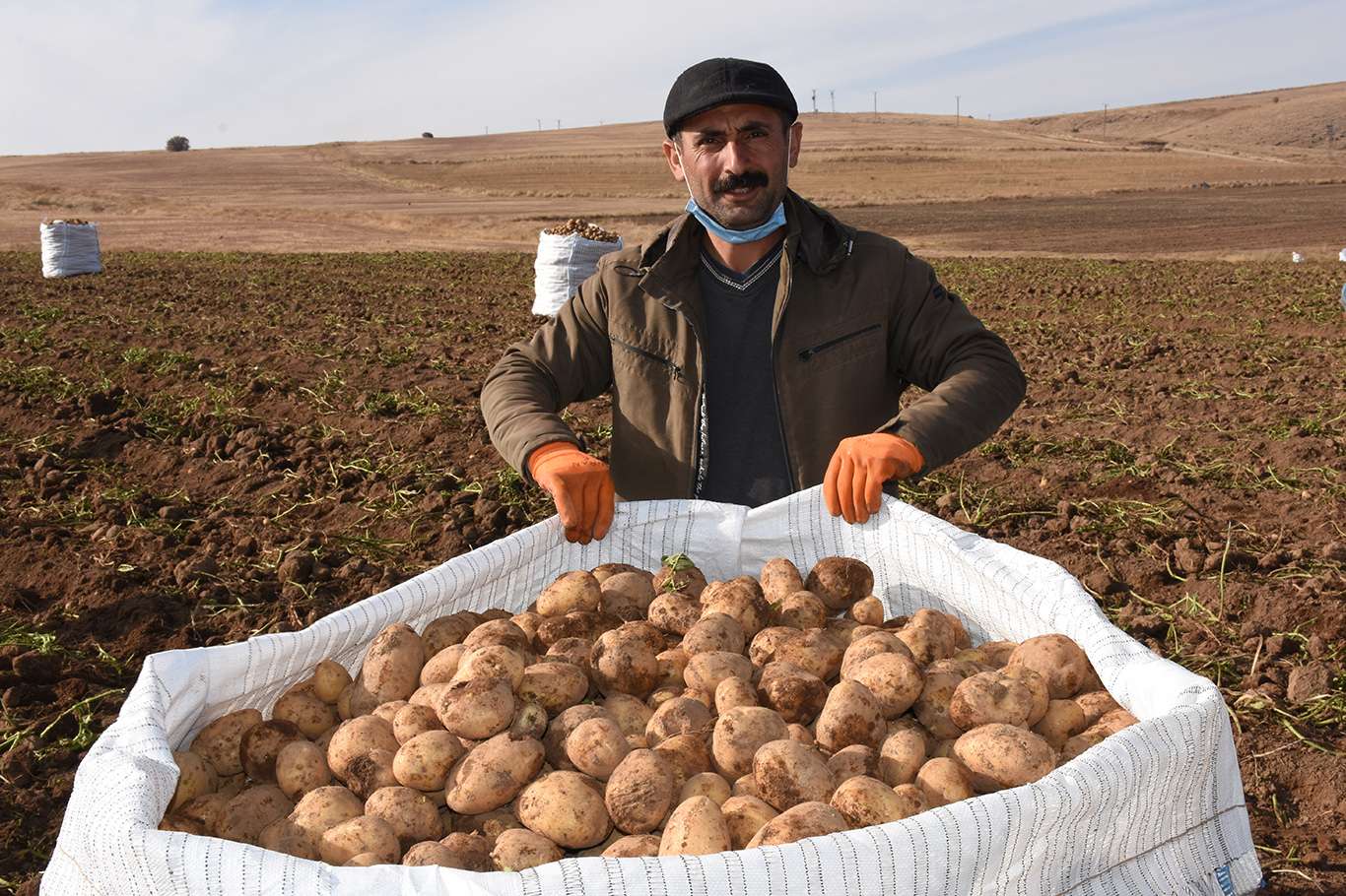 Türkiye patates ihtiyacının yüzde 10'u Ahlat Tarım Havzası'nda üretiliyor